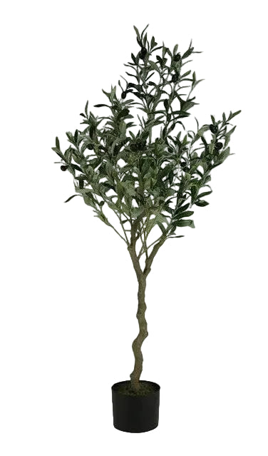 Potted Olive Tree, 2 Size Options