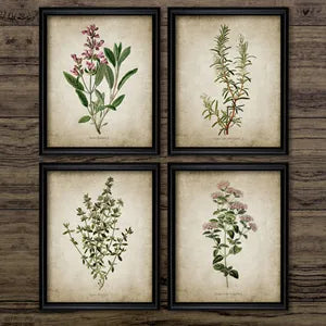 Vintage Herb Art Canvas Prints
