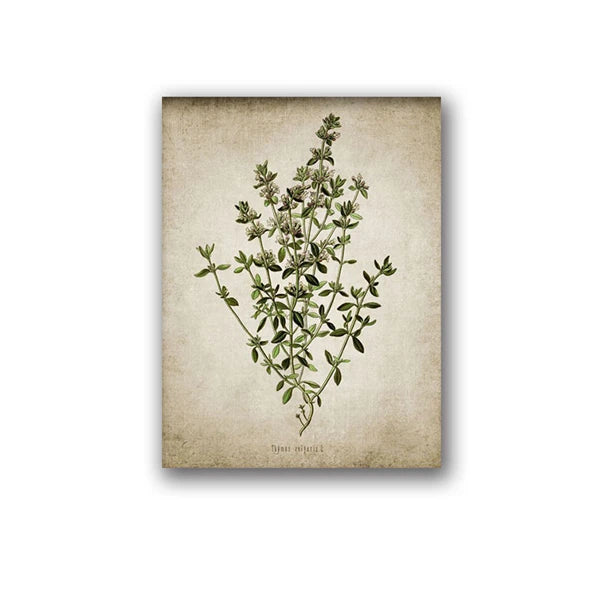 Vintage Herb Art Canvas Prints