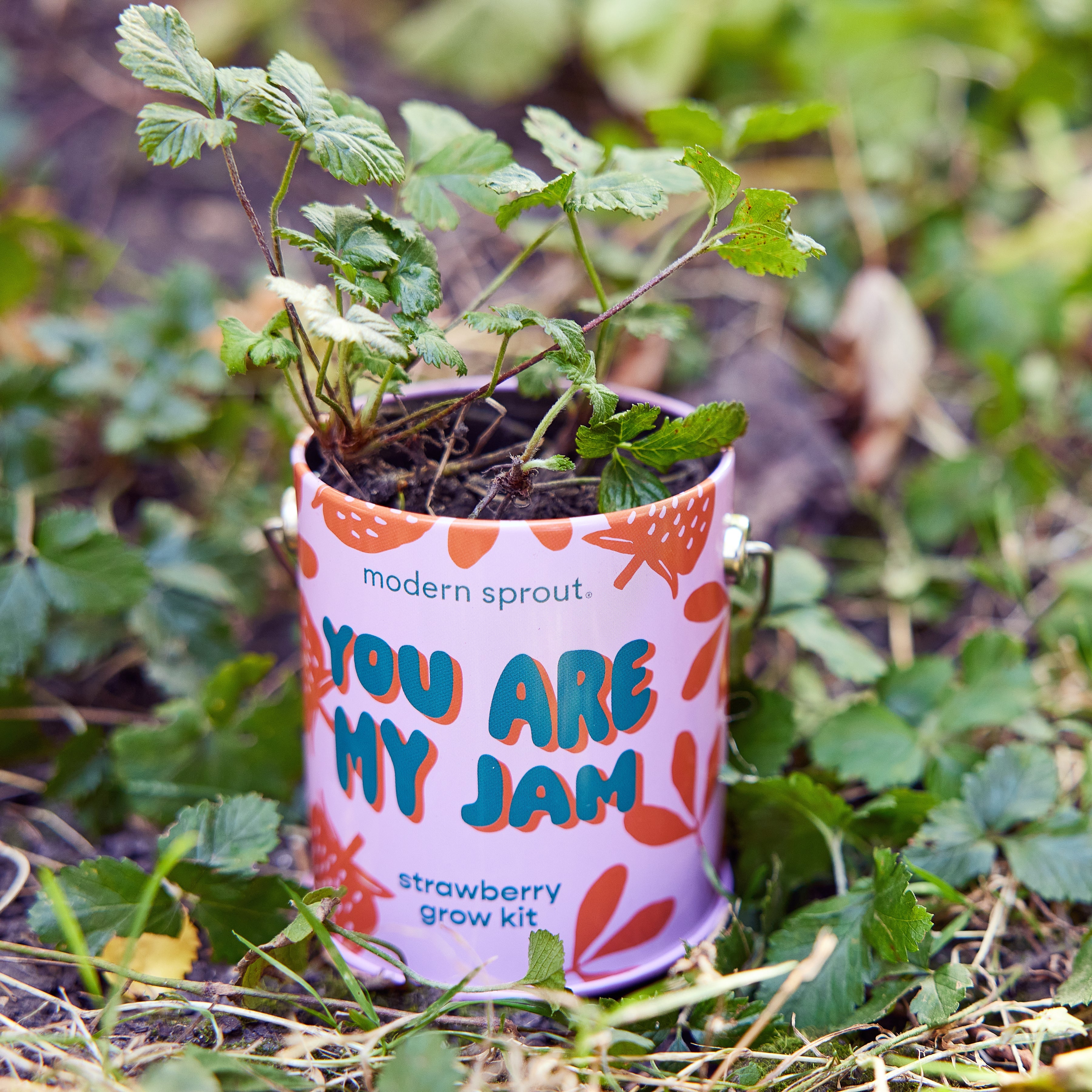 Playful Colors Grow Kits