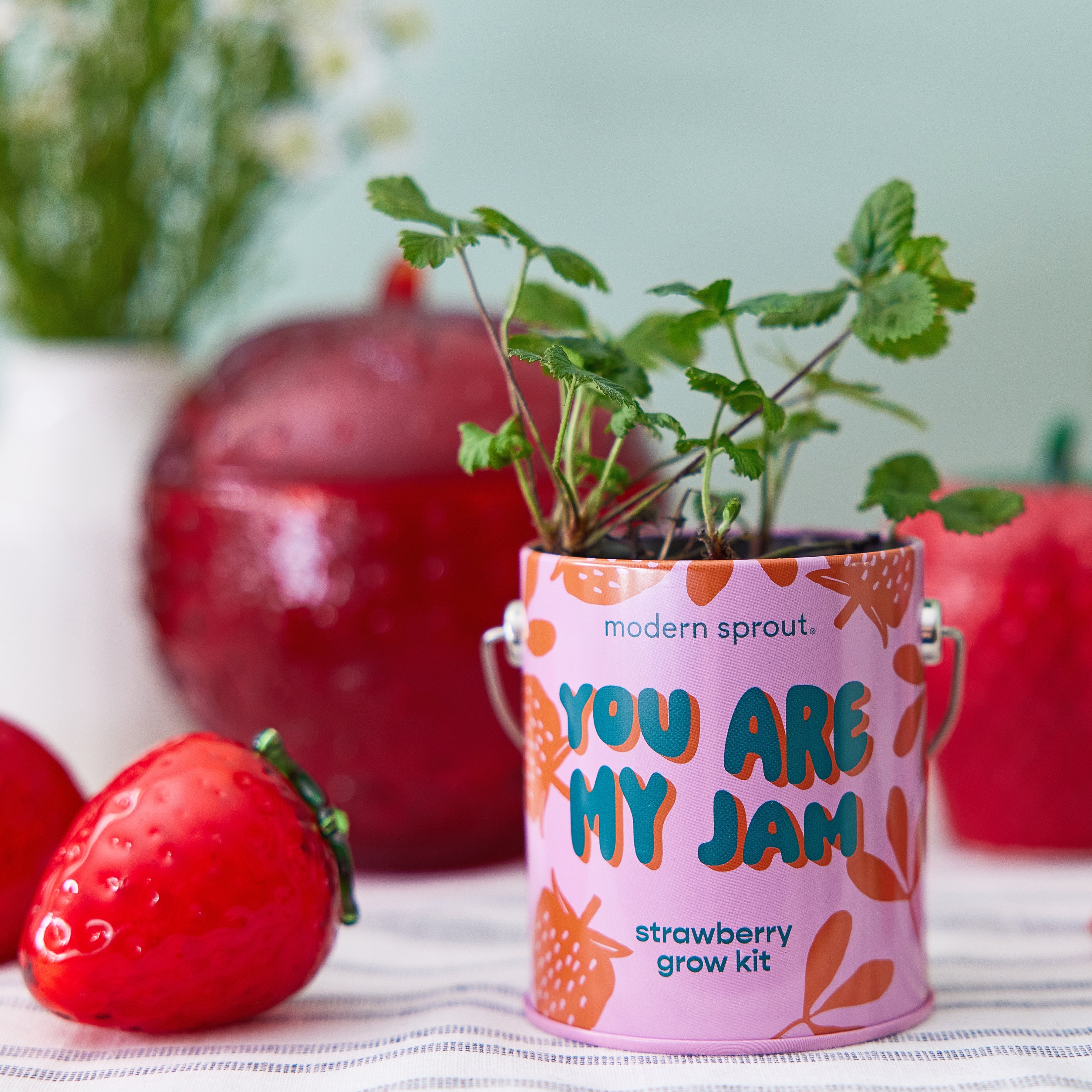 Playful Colors Grow Kits