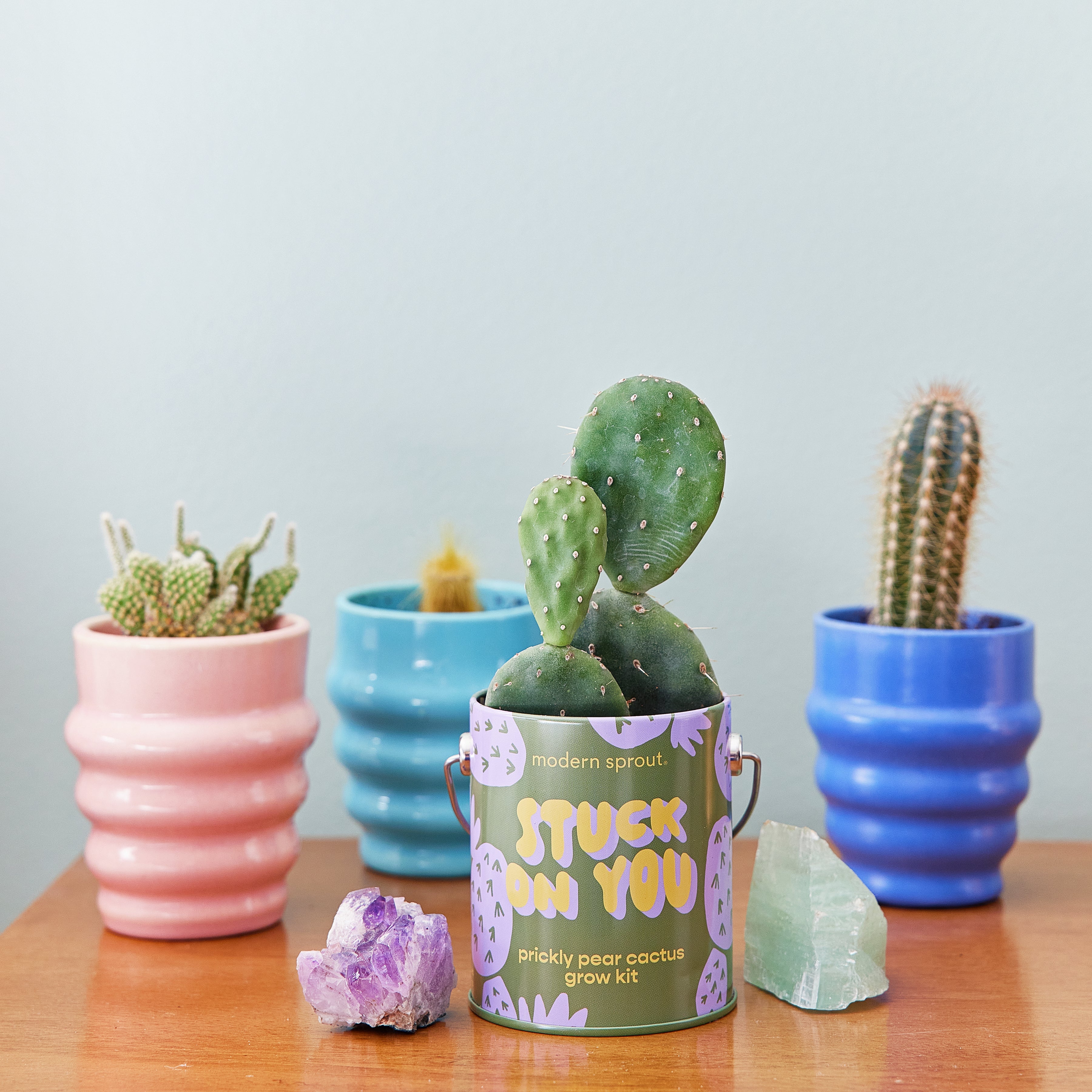 Playful Colors Grow Kits