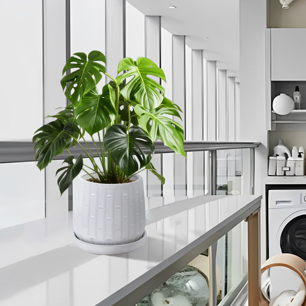Set of 2 Patterned Ceramic Planters - White