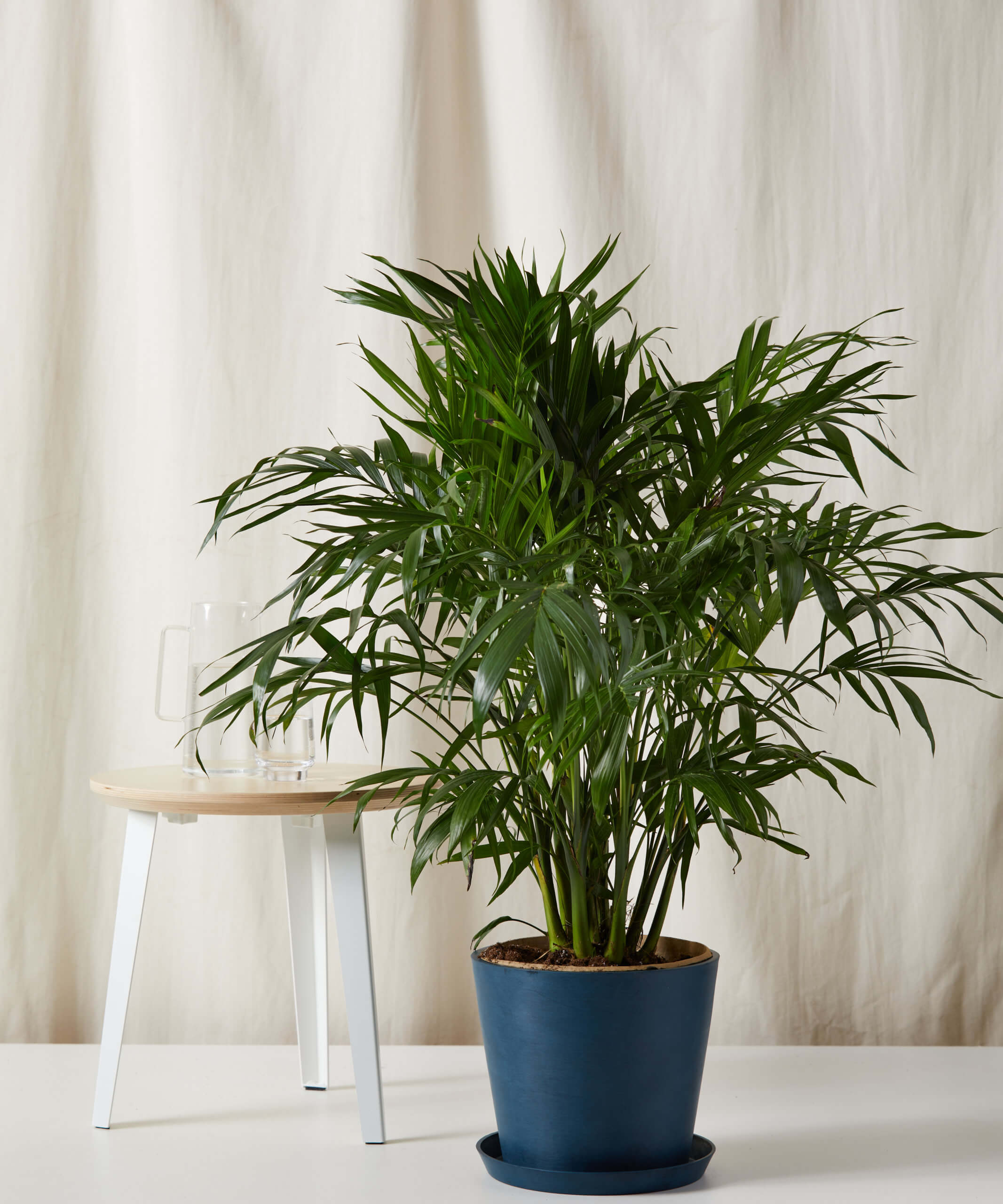 Cat Palm