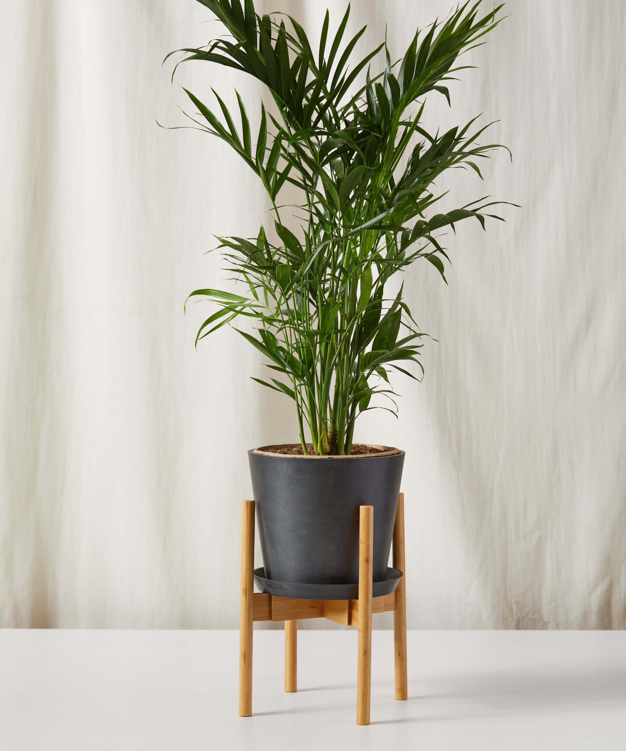 Cat Palm