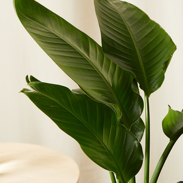 Bird of Paradise