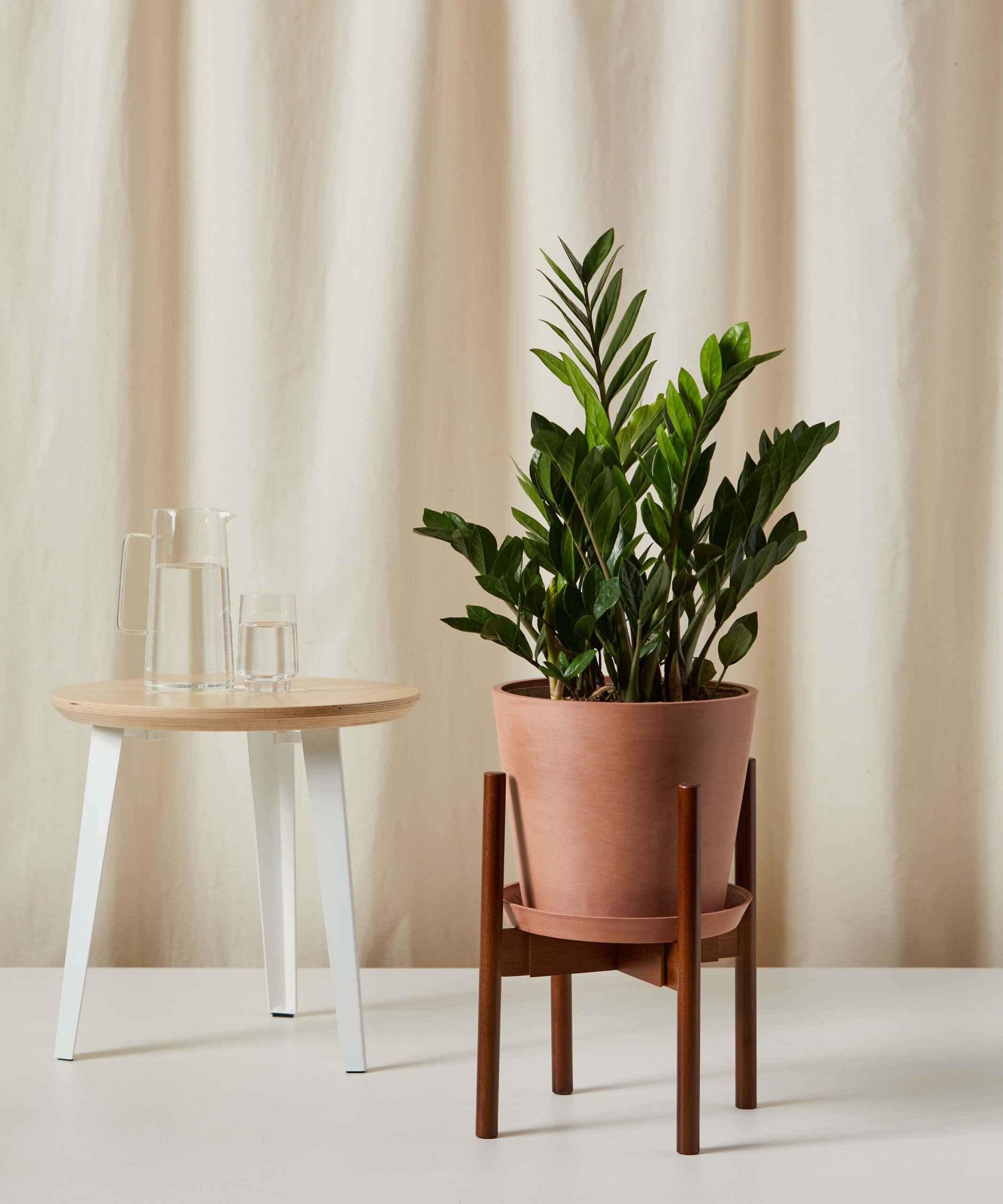 ZZ Plant