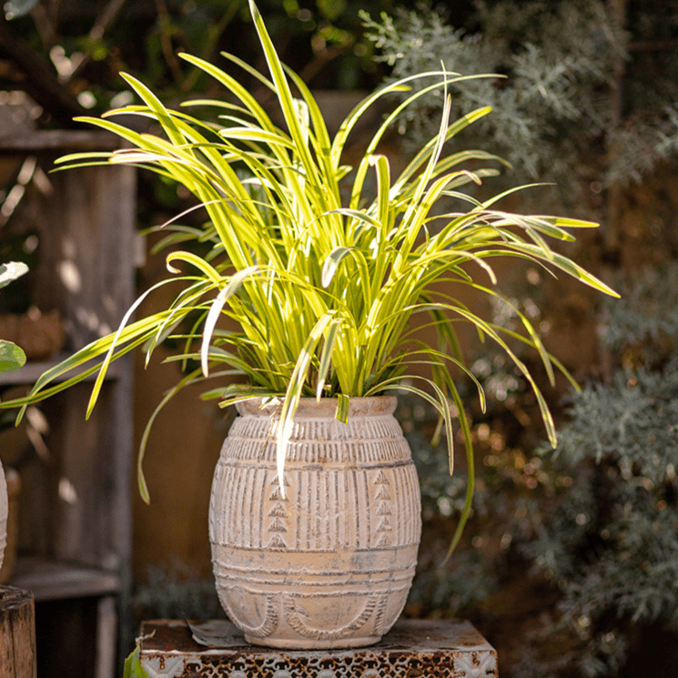 Plants &amp; Planters