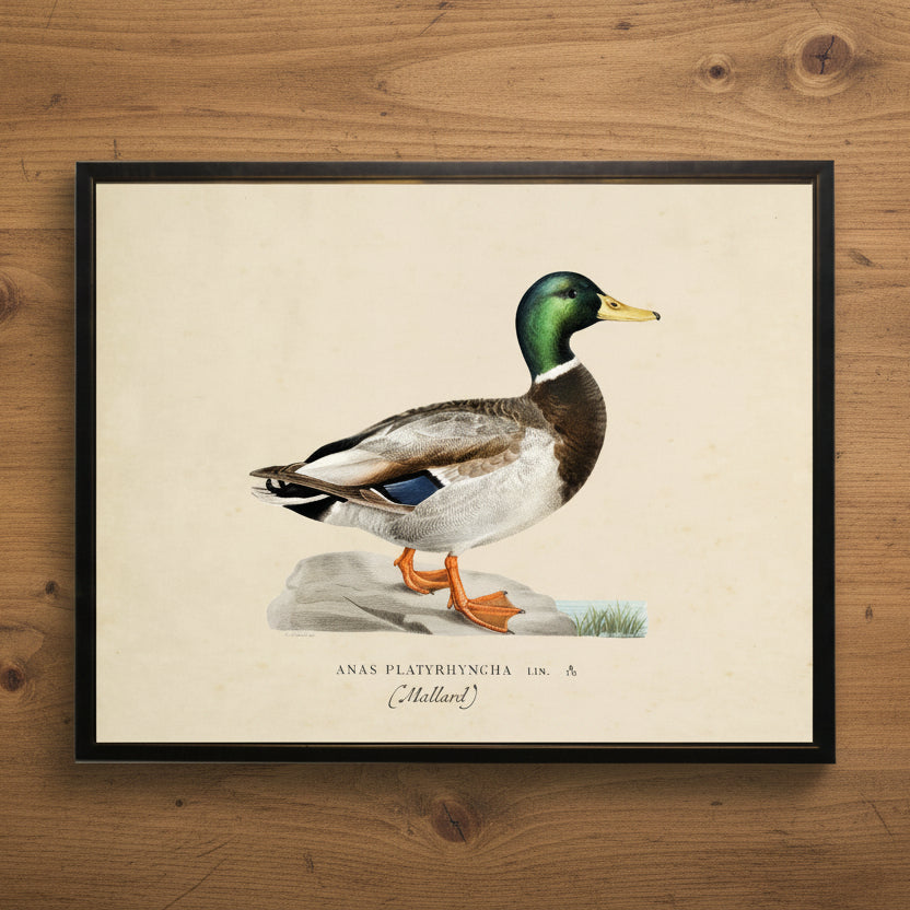 Mallard Print in Copper and Black Frame - 20 x 16 inch