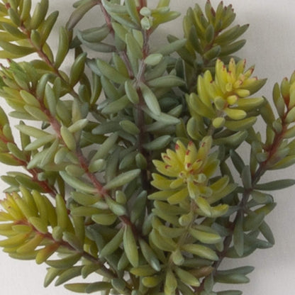 Textured Green Succulent Pick