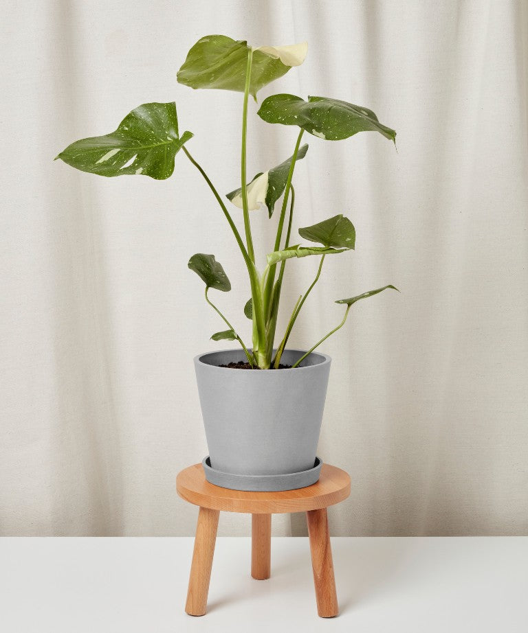 Monstera Thai Constellation