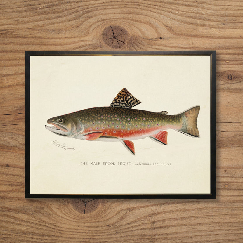 Male Brook Trout Print in Copper and Black Frame - 20 x 16 inch