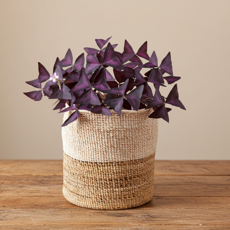 Two-Tone Banana Leaf Planter