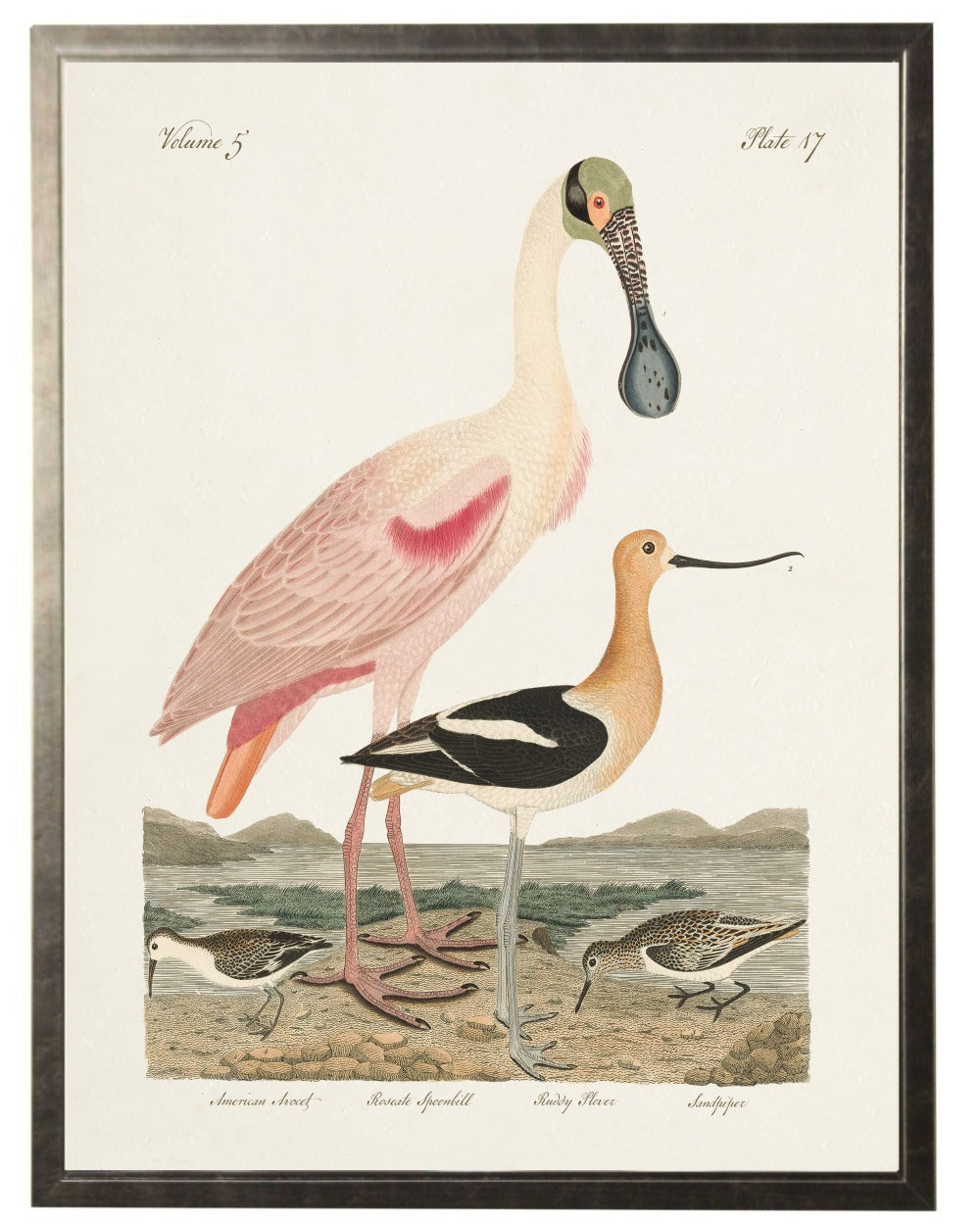 Spoonbill Birds in Silver Frame - 18 x 24 inch