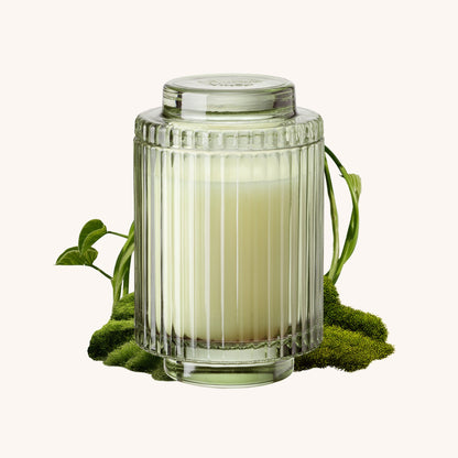 Amélie– Kyoto Vine &amp; Moss Candle