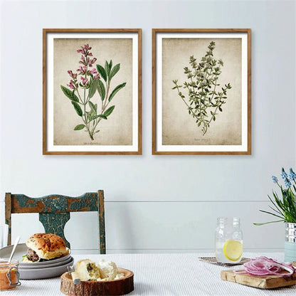 Vintage Herb Art Canvas Prints