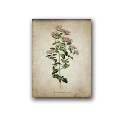 Vintage Herb Art Canvas Prints