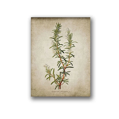 Vintage Herb Art Canvas Prints