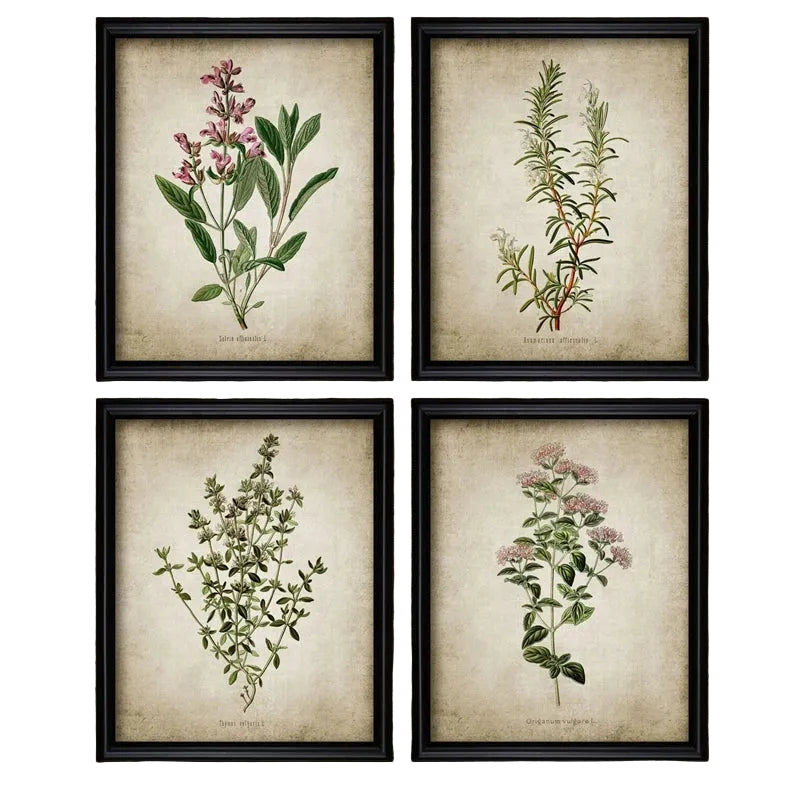 Vintage Herb Art Canvas Prints