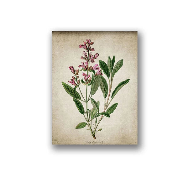 Vintage Herb Art Canvas Prints
