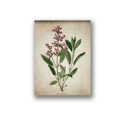 Vintage Herb Art Canvas Prints