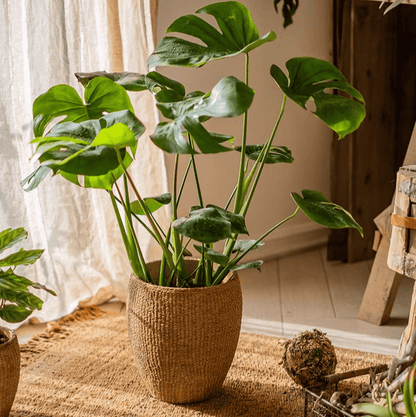 Faux Grass-Woven Cement Planter
