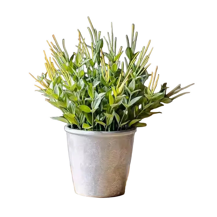 Golden Needle Potted Plant