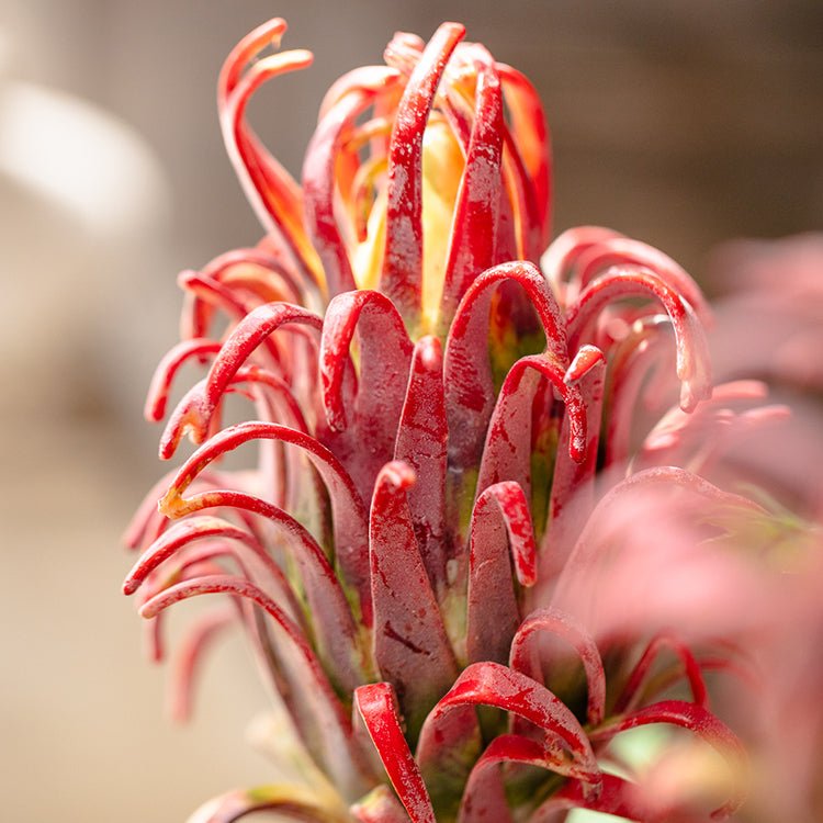 Red Flame Protea Artificial Flower Stem - 31"