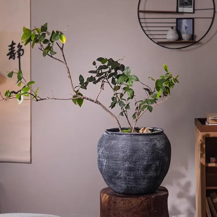 Sierra Round Clay Pot Planters