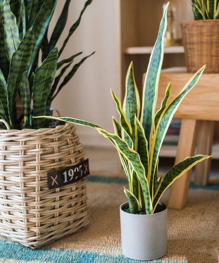 Potted Faux Artificial Yellow Edged Leaf Snake Plant