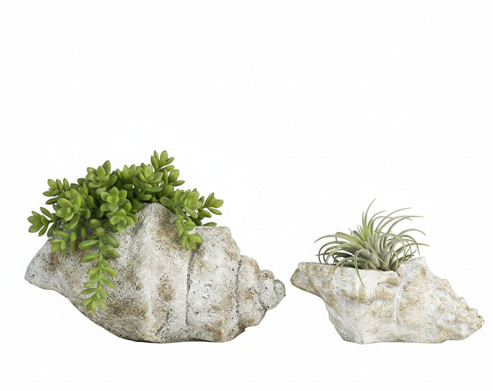 Cast Concrete Conch Shell Planter | 2 Sizes