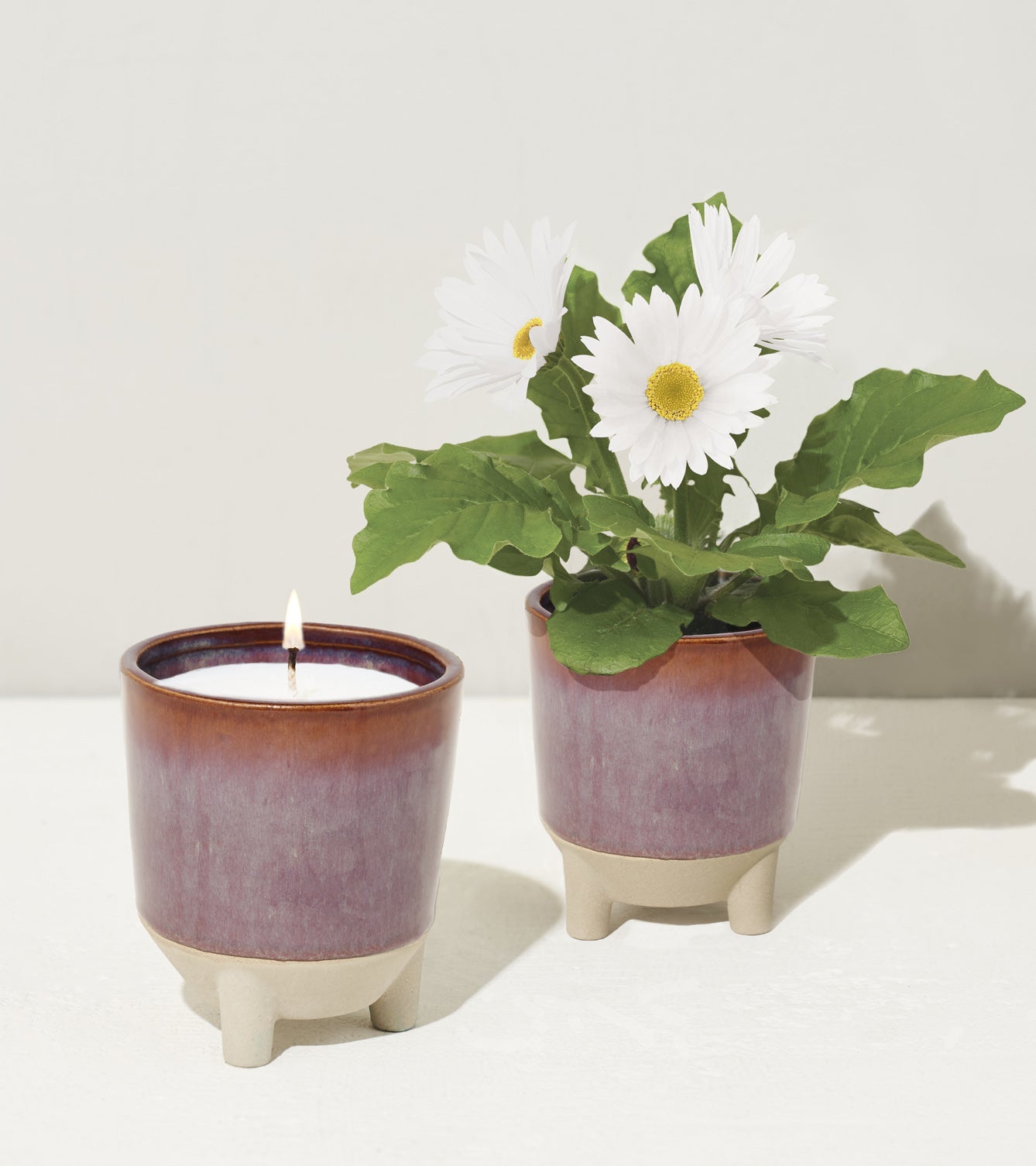 Glow &amp; Grow Kits