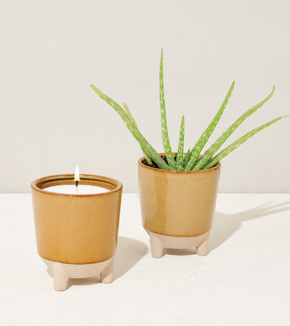 Glow &amp; Grow Kits