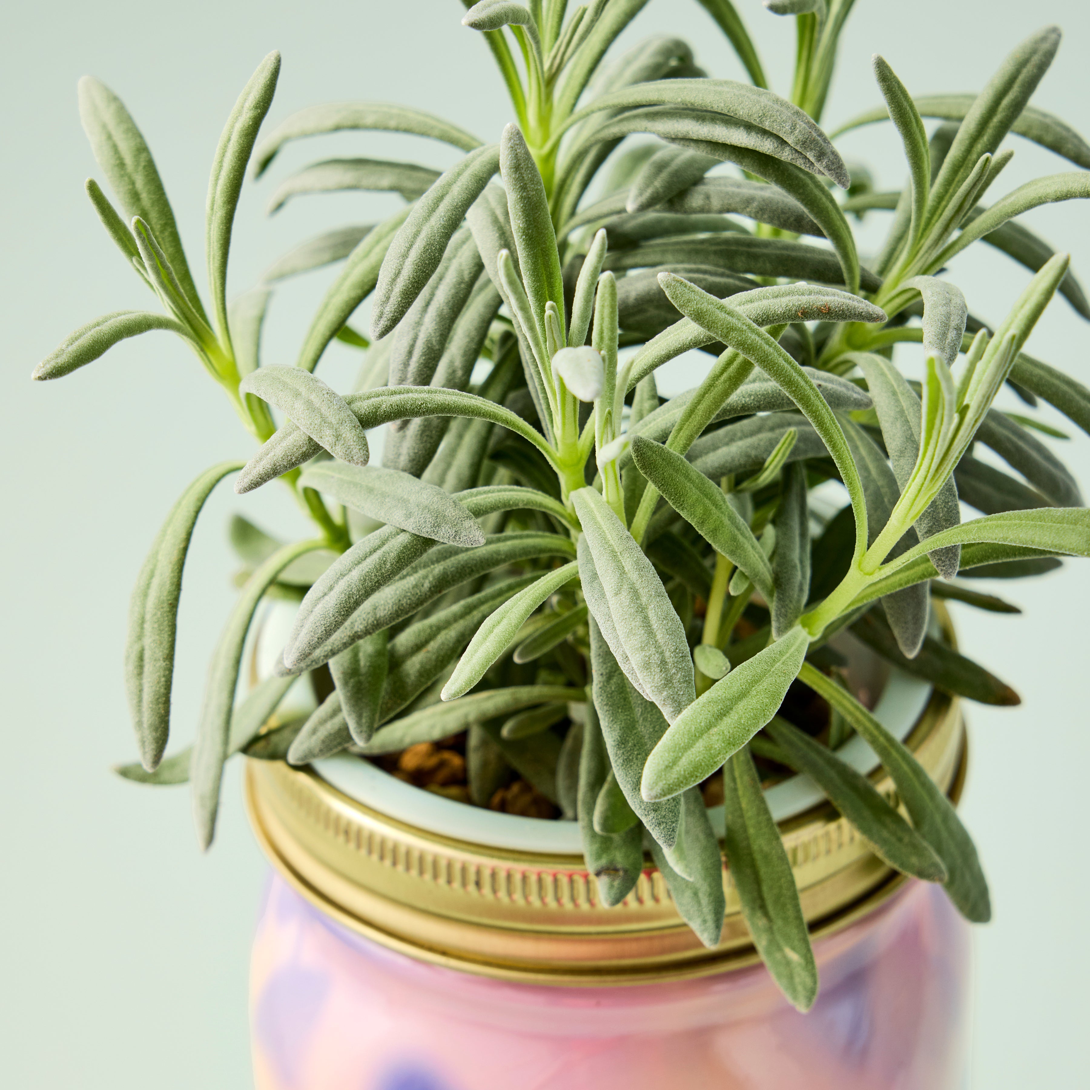 Organic Herb Jars