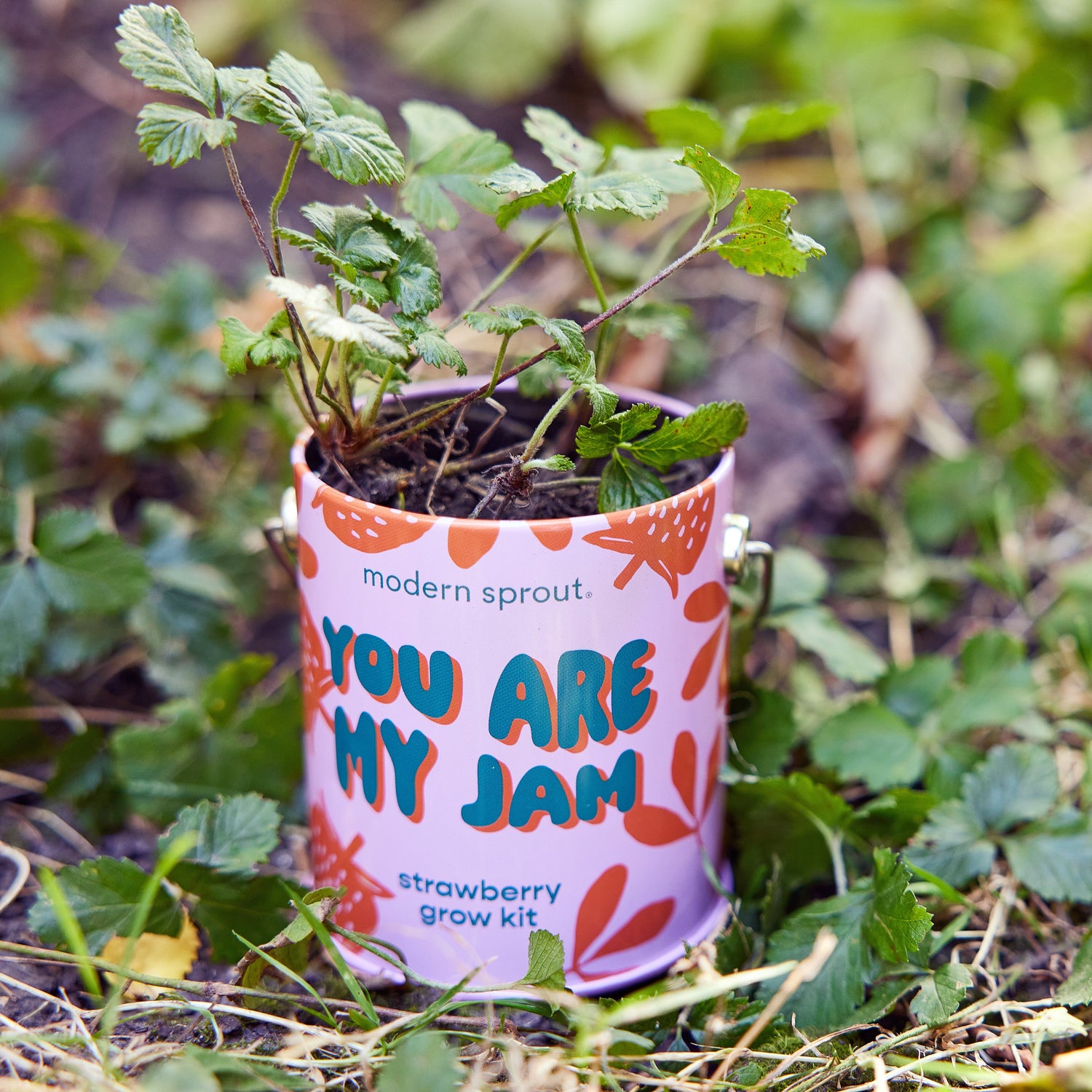 Playful Colors Grow Kits