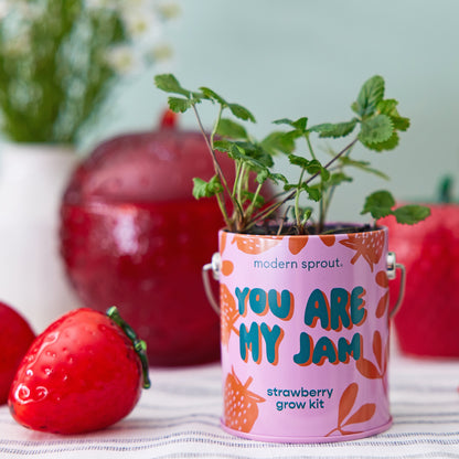 Playful Colors Grow Kits