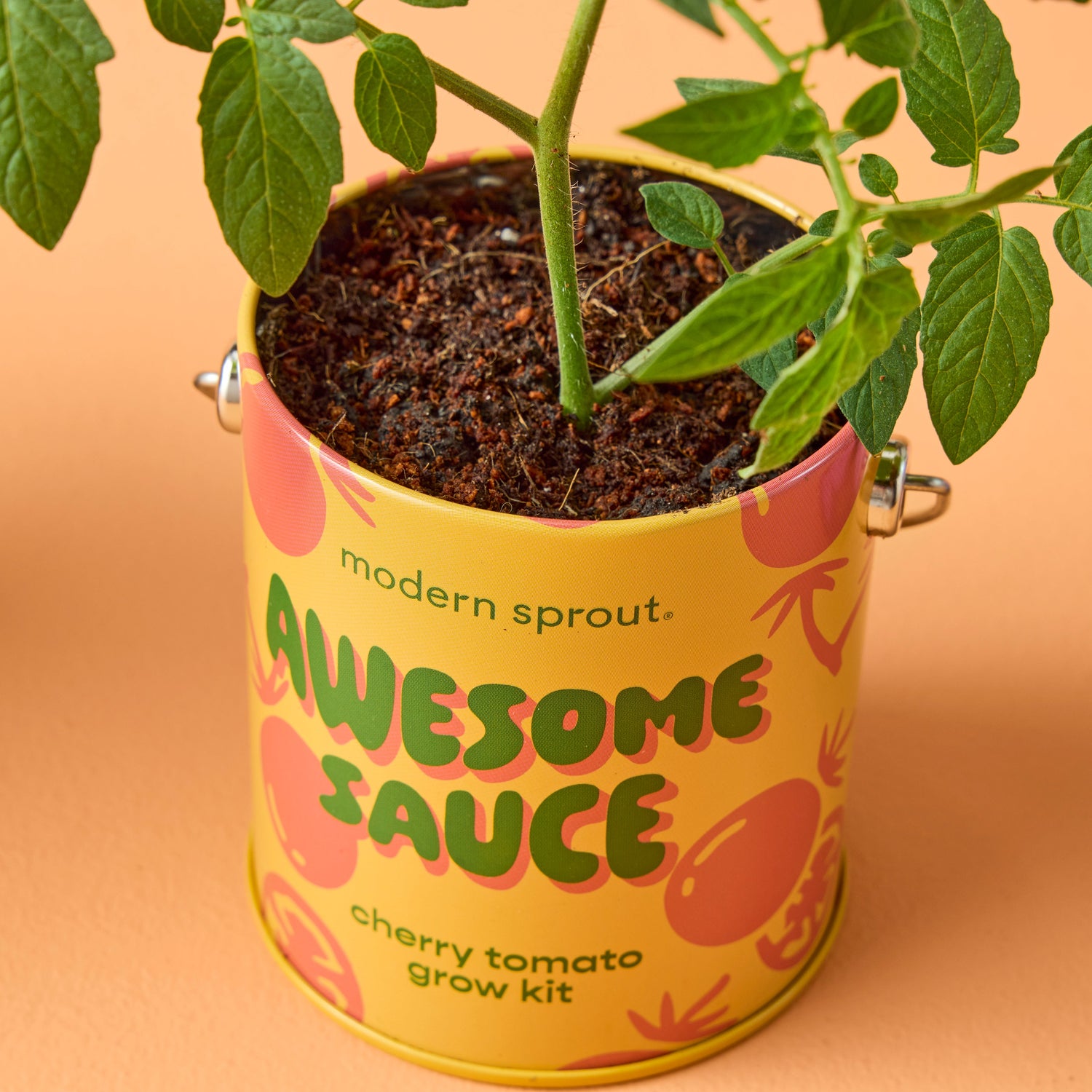 Playful Colors Grow Kits