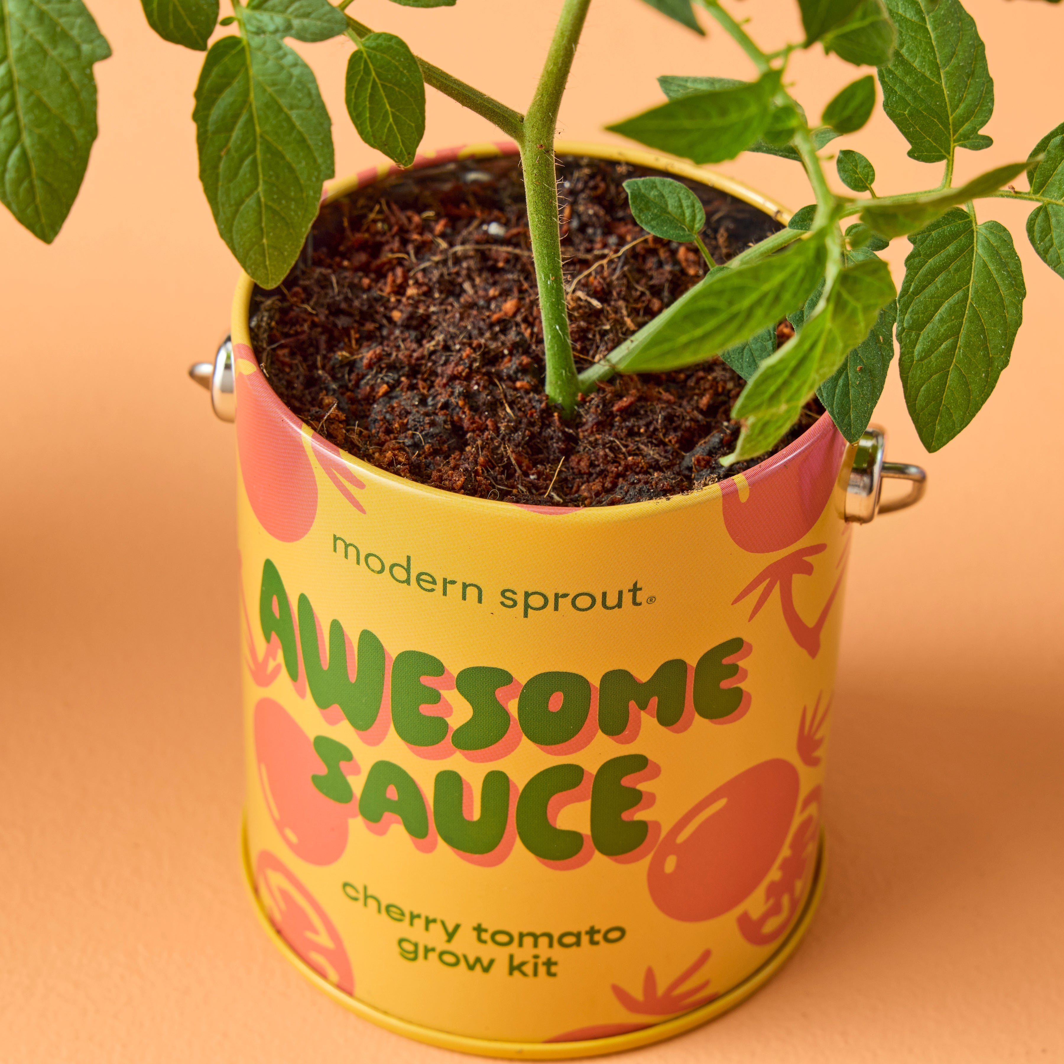 Playful Colors Grow Kits