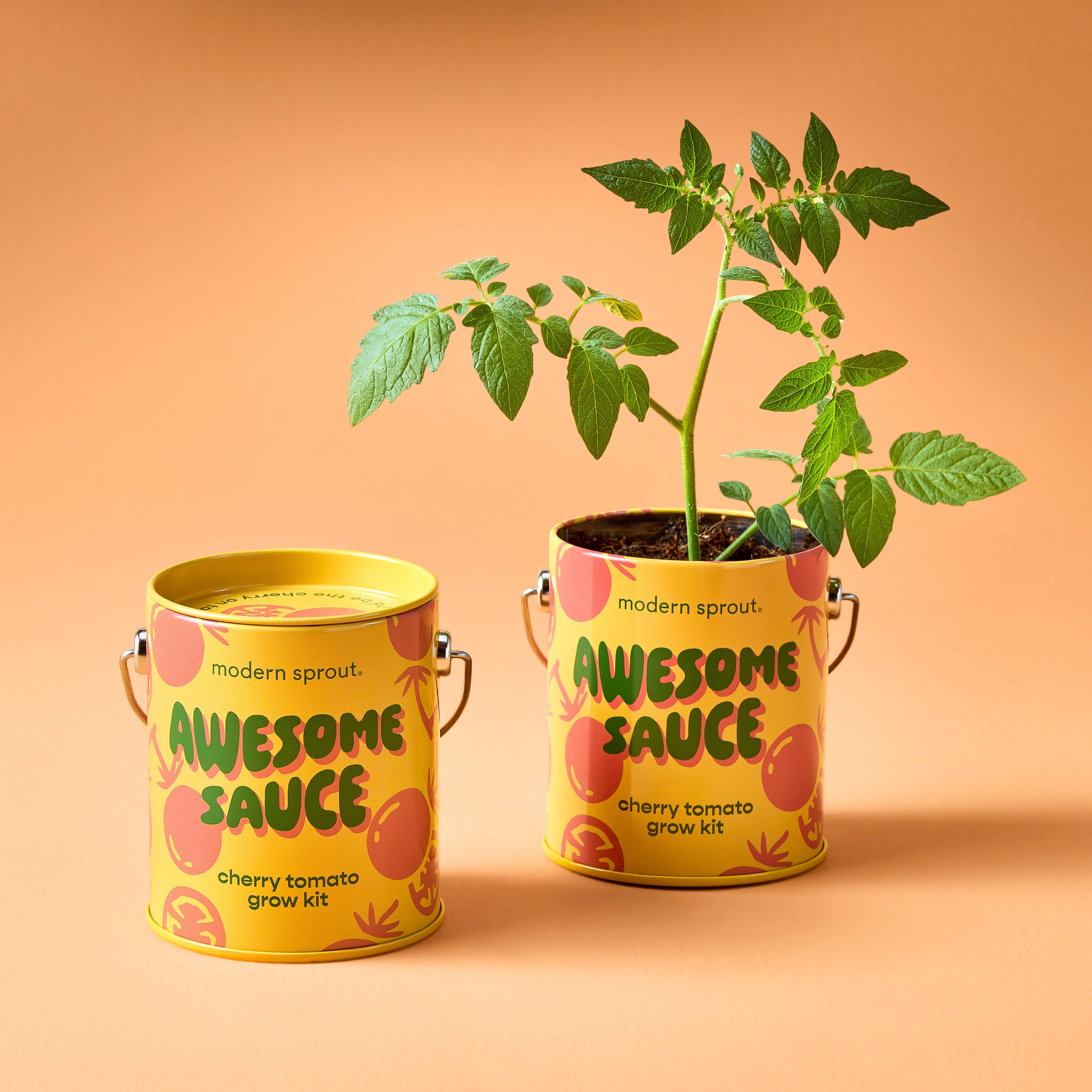 Playful Colors Grow Kits