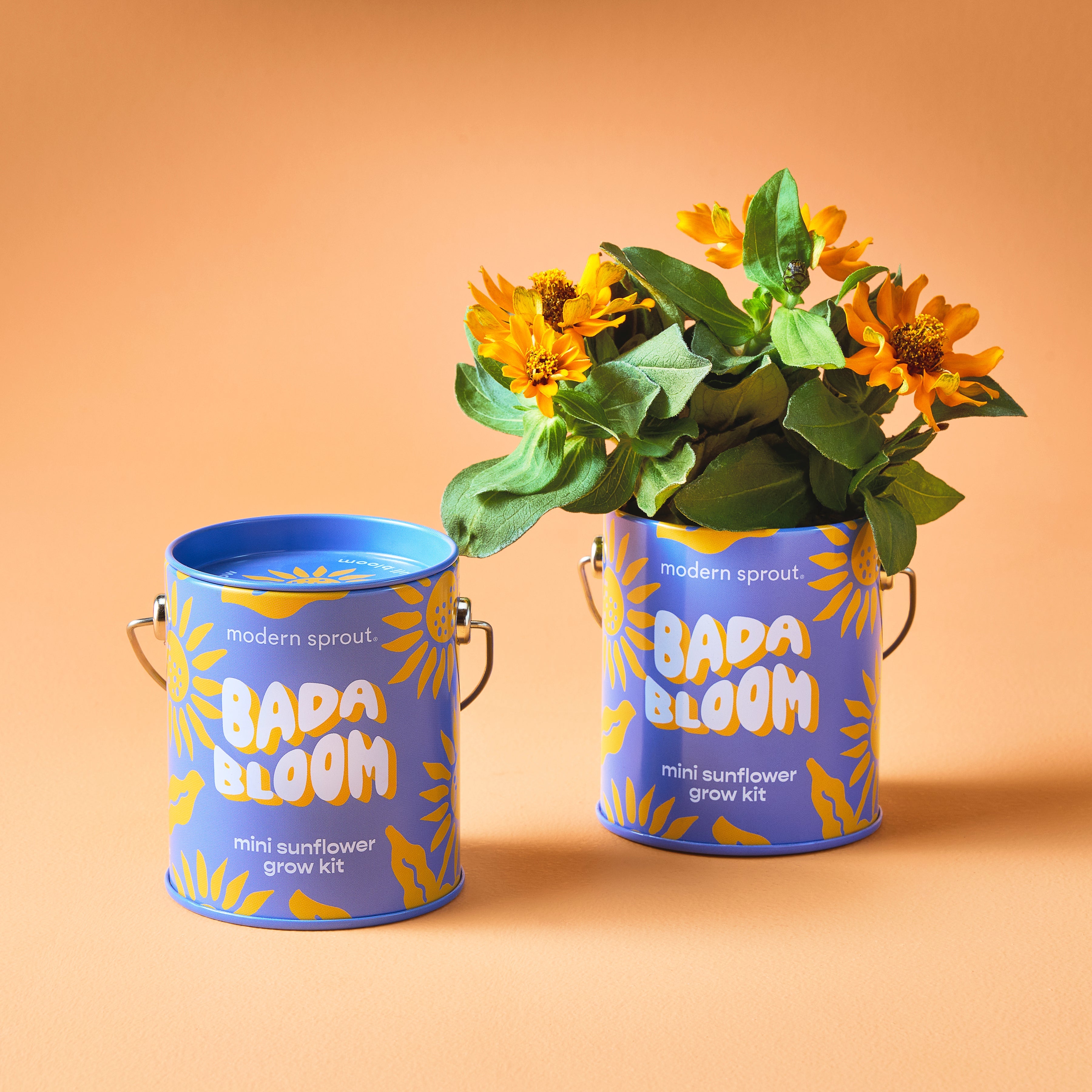 Playful Colors Grow Kits