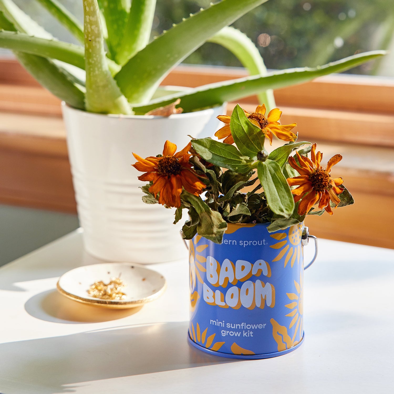 Playful Colors Grow Kits
