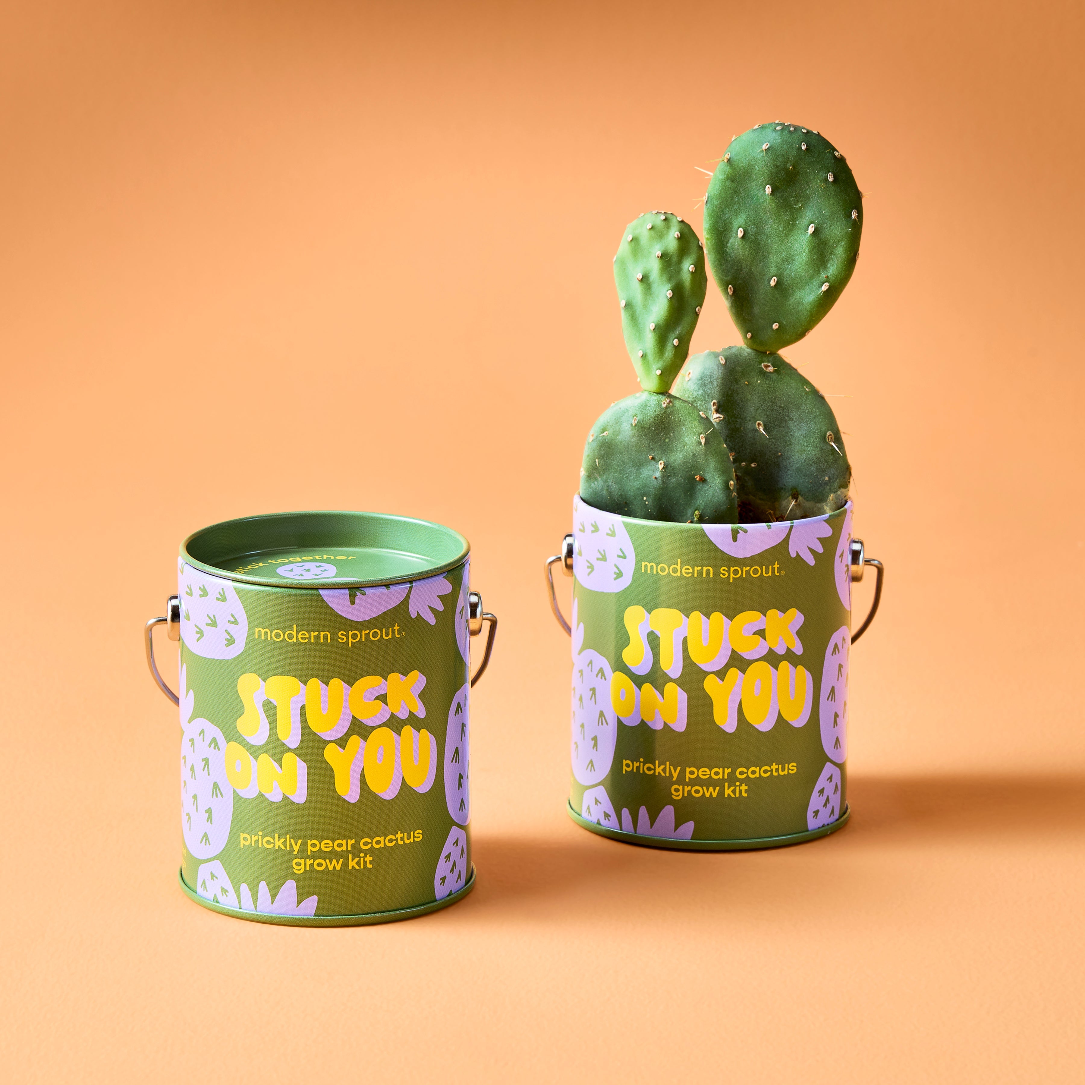 Playful Colors Grow Kits