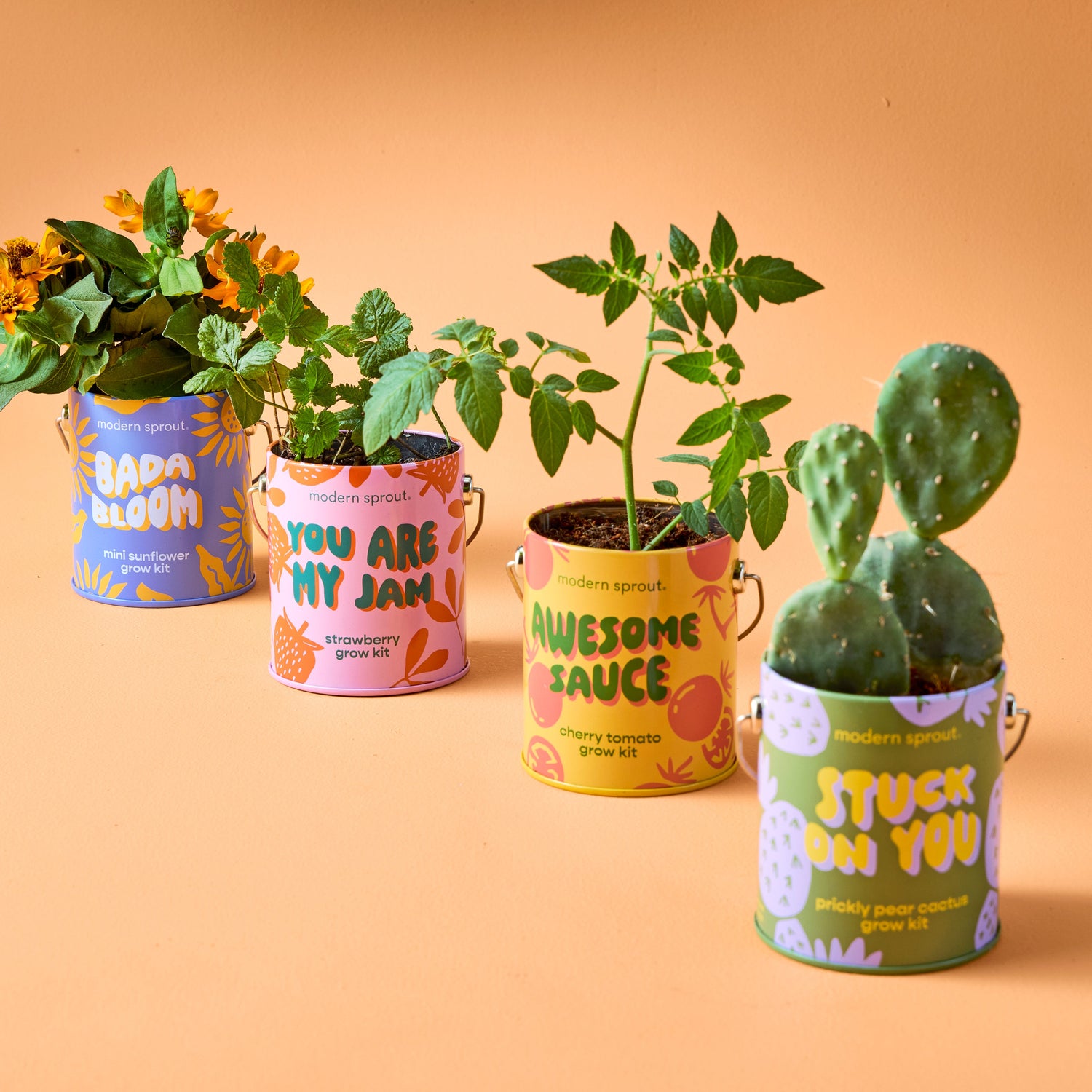 Playful Colors Grow Kits