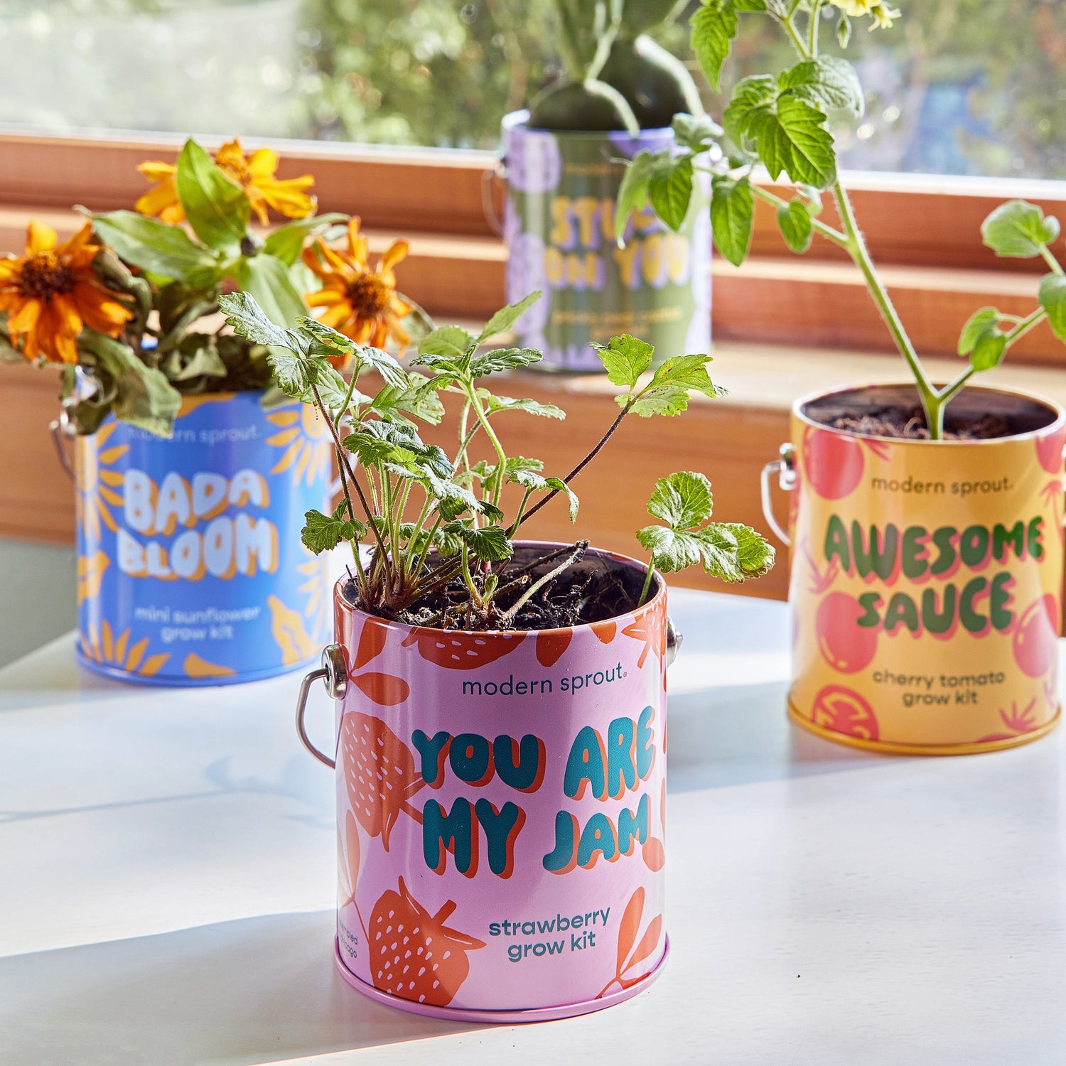 Playful Colors Grow Kits