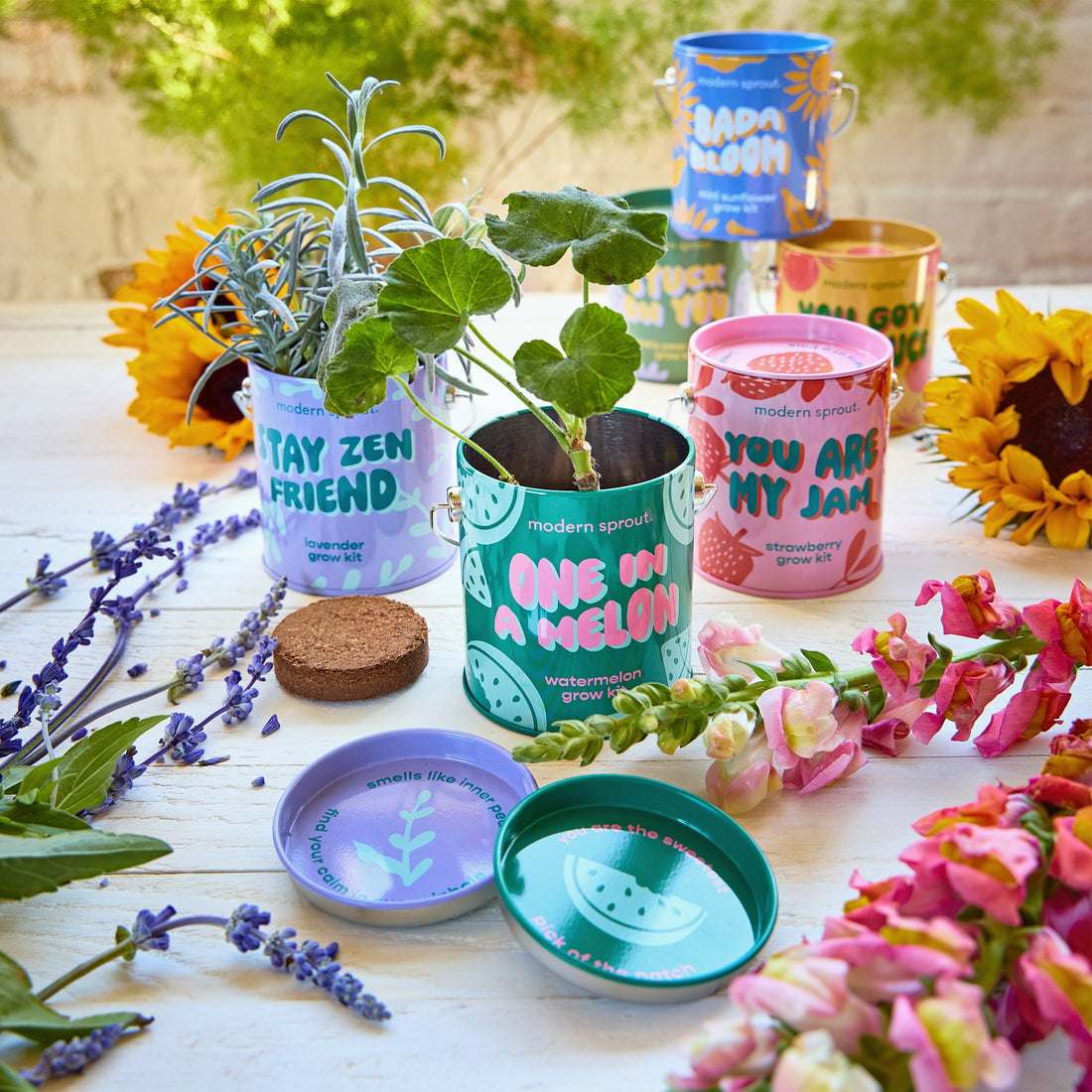 Playful Colors Grow Kits