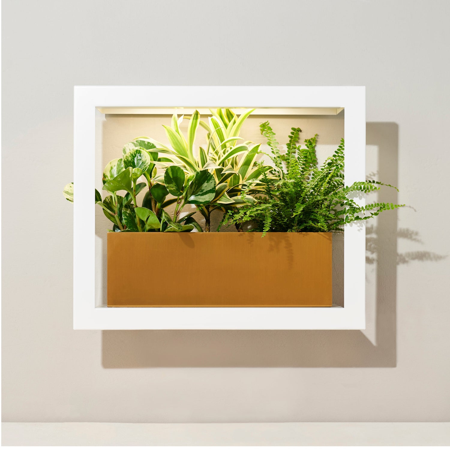 Smart Standard Growframe