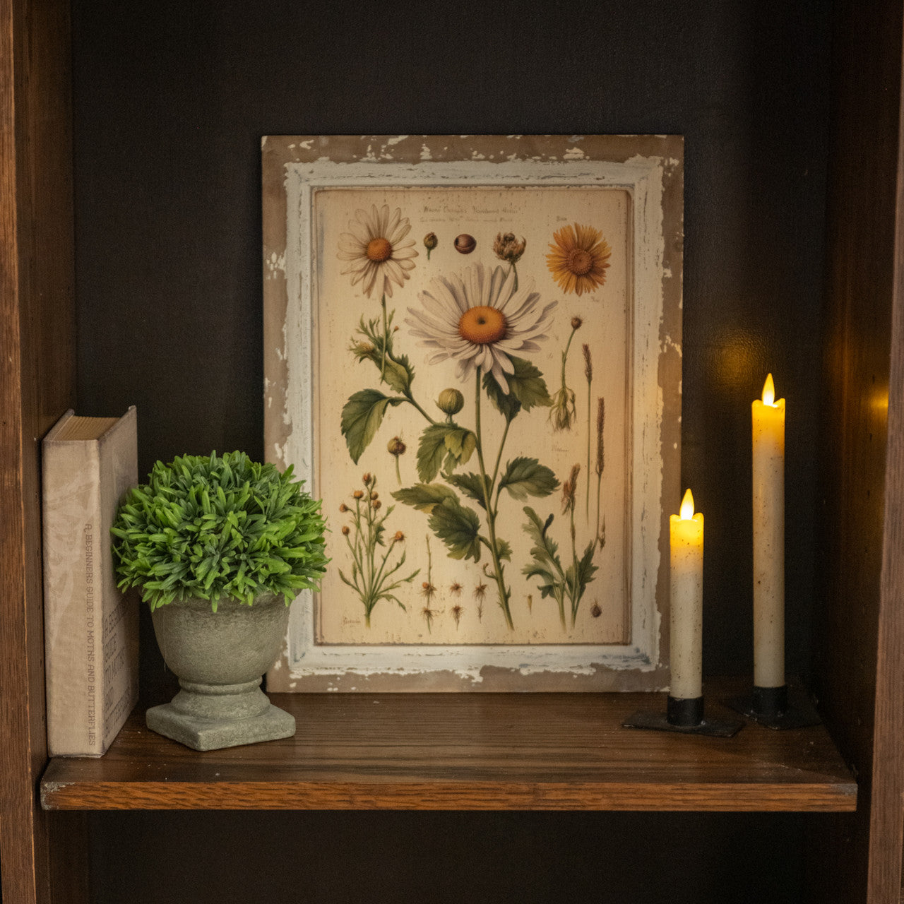 White Daisy Botanical Print on Distressed Wood Frame