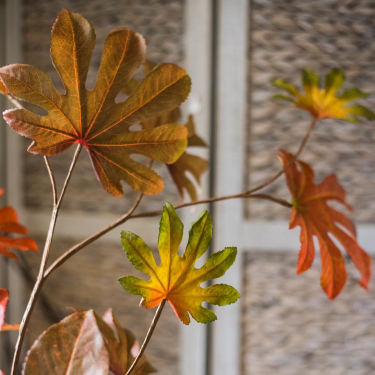 Artificial Fatsia Leaf in Autumn Red - 32"