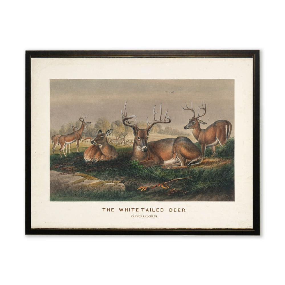 "The White-Tailed Deer" Scene in Copper and Black Frame - 24 x 18 inch