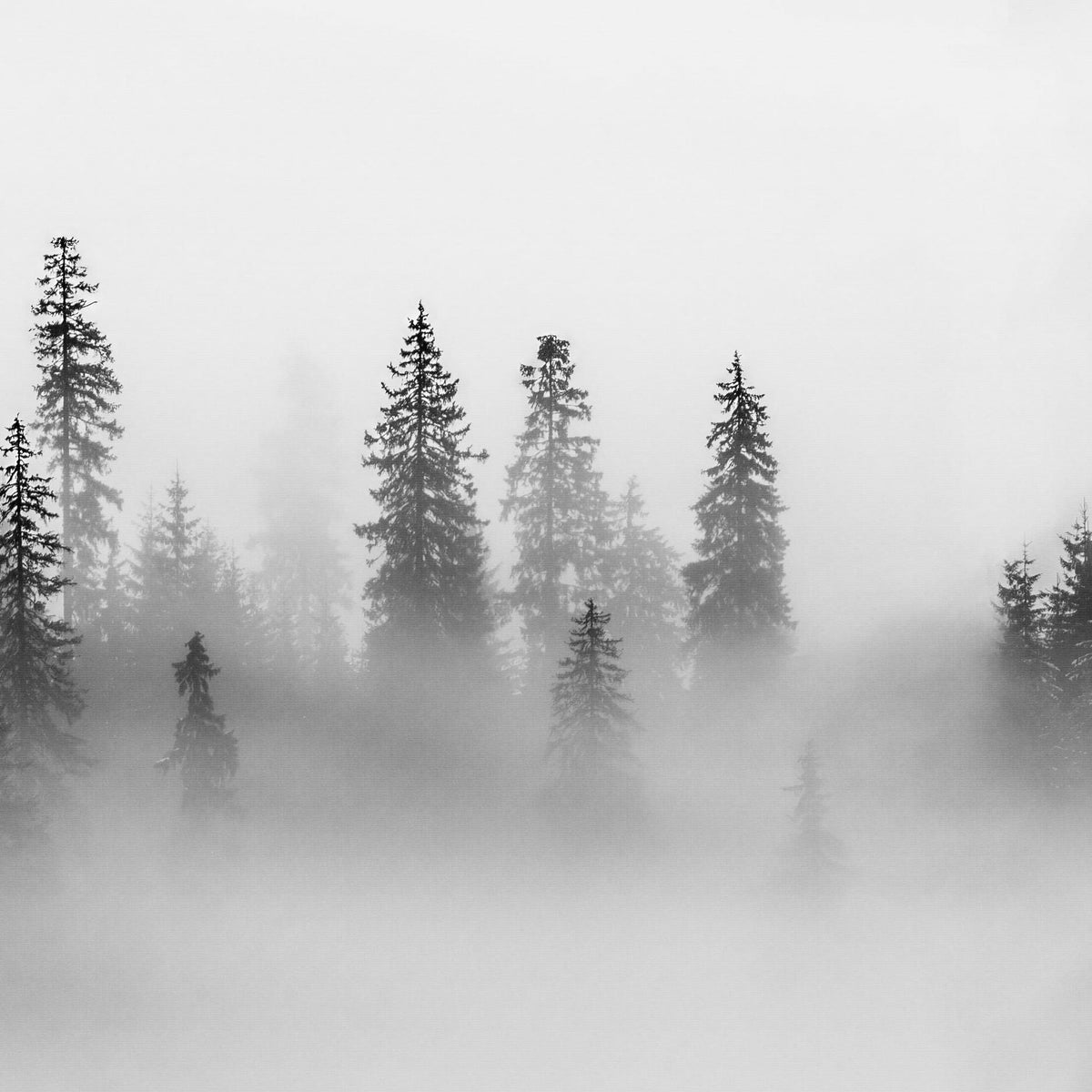 Black Pine Wallpaper